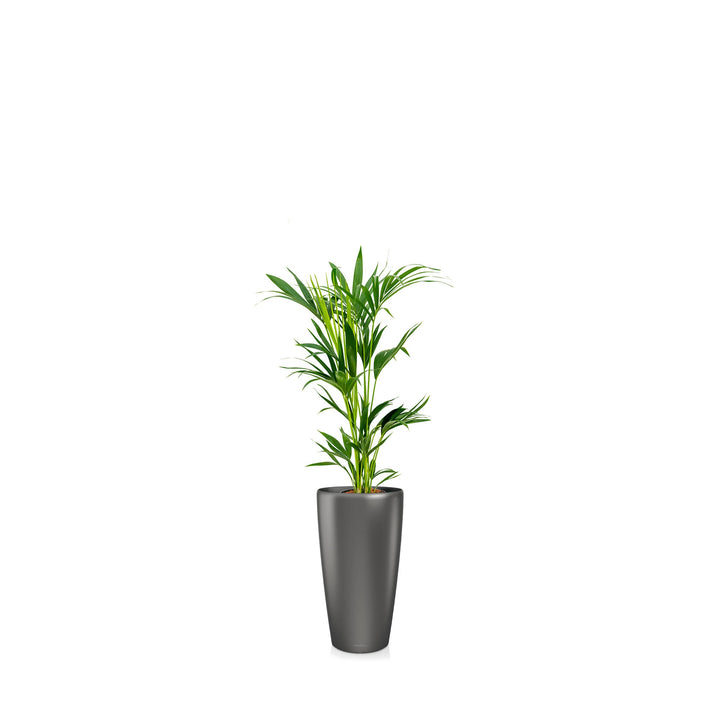 Kentia Rondo56 PLANTES ET POTS DE BUREAUX Location/Entretien (HT/mois) Anthracite 