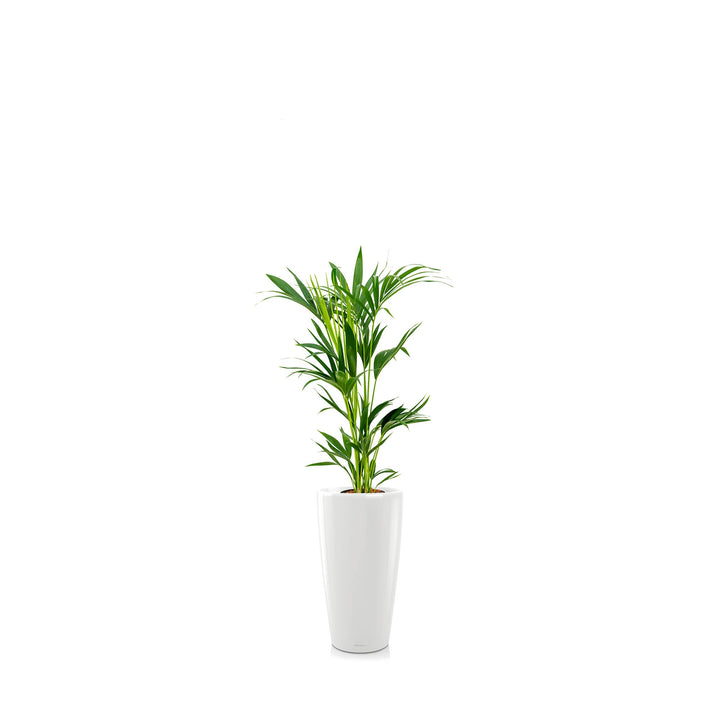 Kentia Rondo56 PLANTES ET POTS DE BUREAUX Location/Entretien (HT/mois) Blanc 