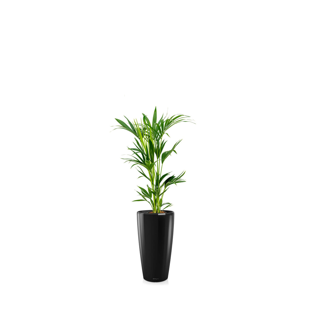 Kentia Rondo56 PLANTES ET POTS DE BUREAUX Location/Entretien (HT/mois) Noir 