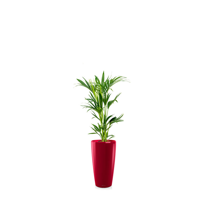 Kentia Rondo56 PLANTES ET POTS DE BUREAUX Location/Entretien (HT/mois) Rouge 