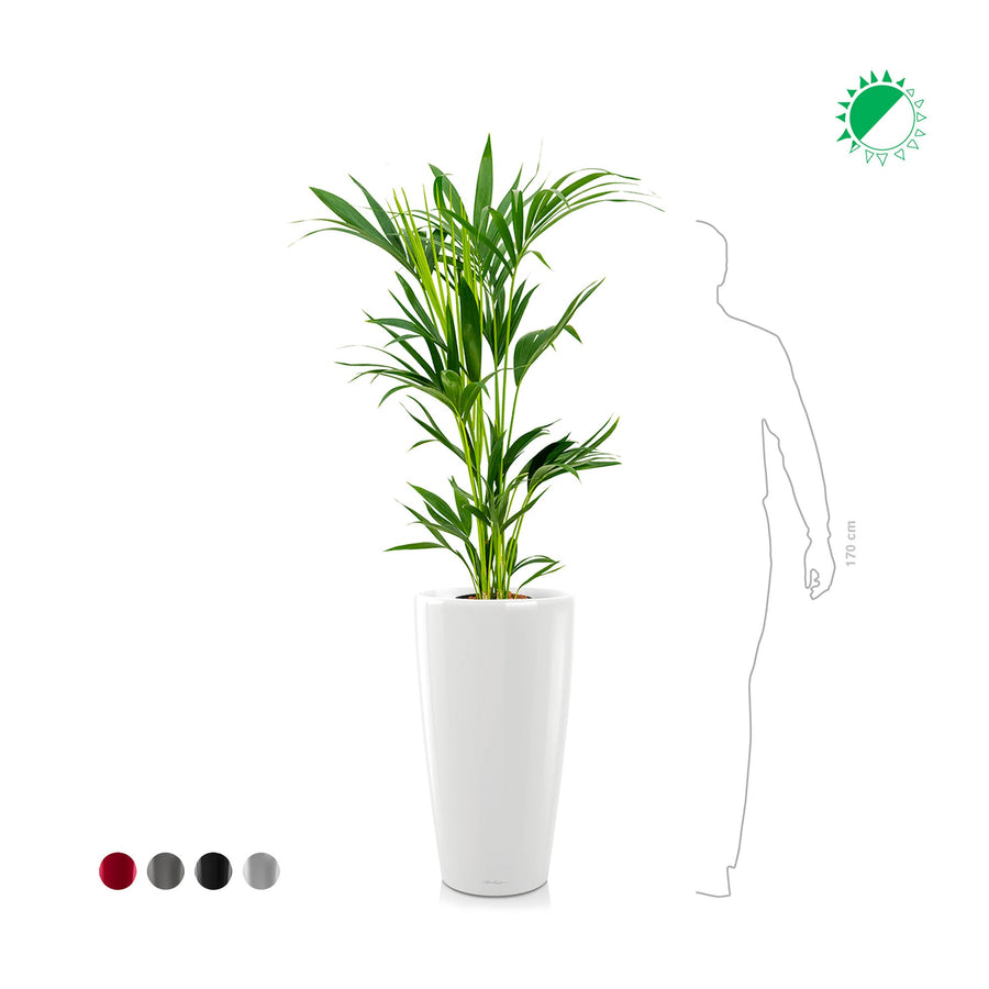 Kentia Rondo75 PLANTES ET POTS DE BUREAUX 