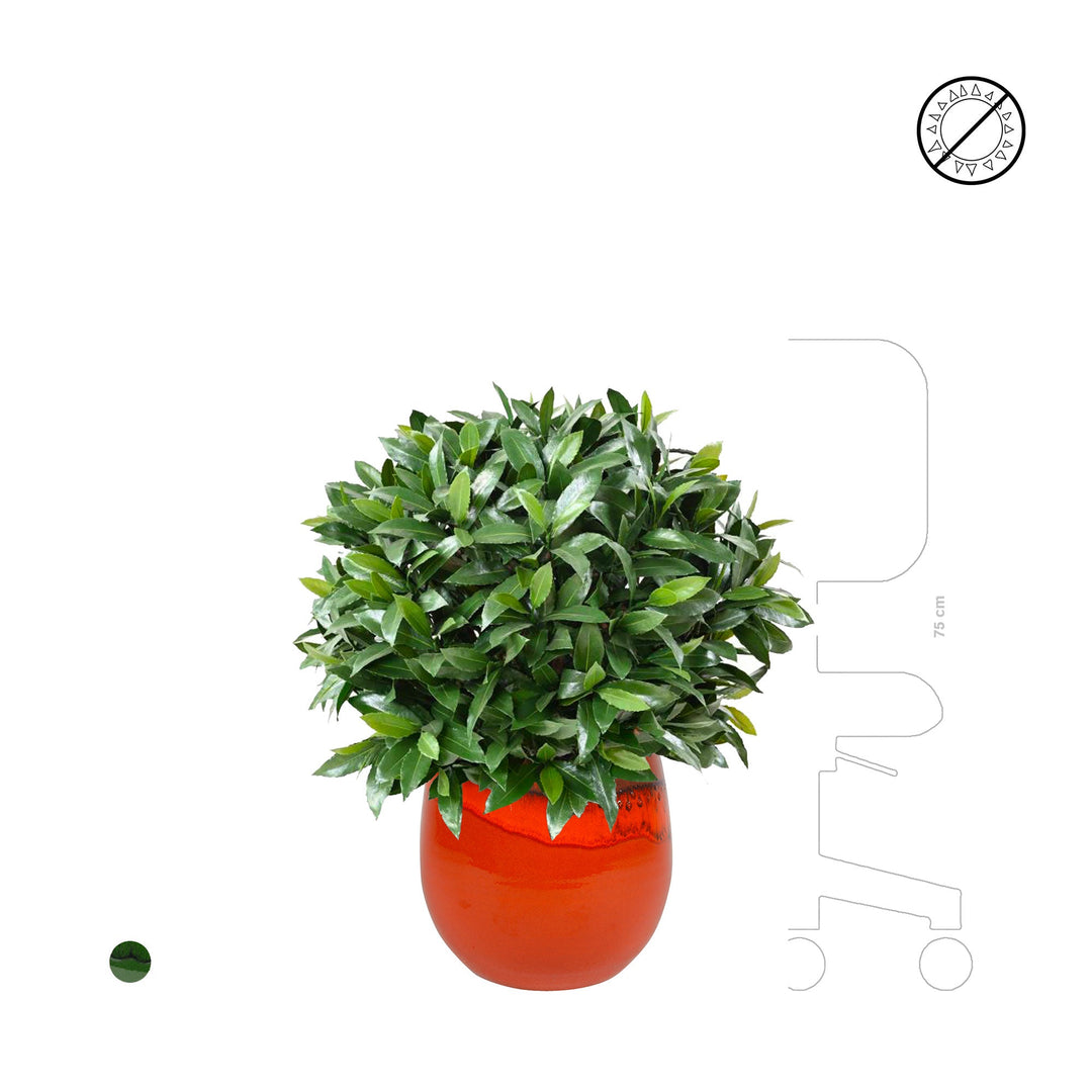 Laurier boule charlotte pot PLANTES ARTIFICIELLES 