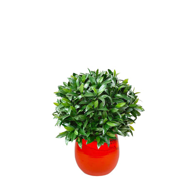 Laurier boule charlotte pot PLANTES ARTIFICIELLES Location/Entretien (HT/mois) Orange 