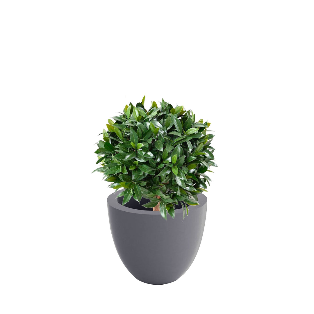 Laurier boule Cuenco40 PLANTES ARTIFICIELLES Location/Entretien (HT/mois) Gris 