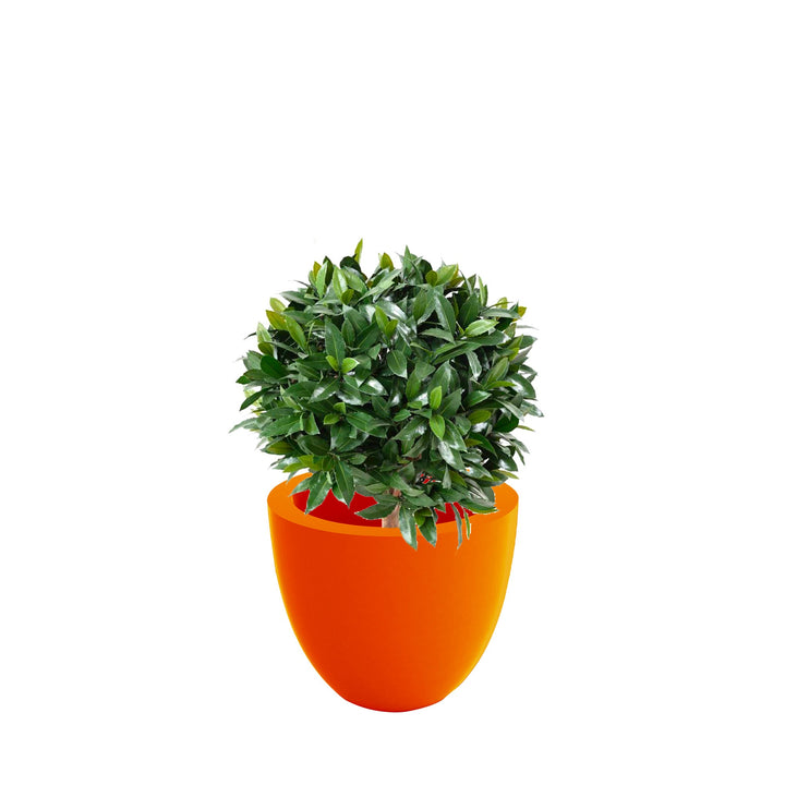 Laurier boule Cuenco40 PLANTES ARTIFICIELLES Location/Entretien (HT/mois) Orange 