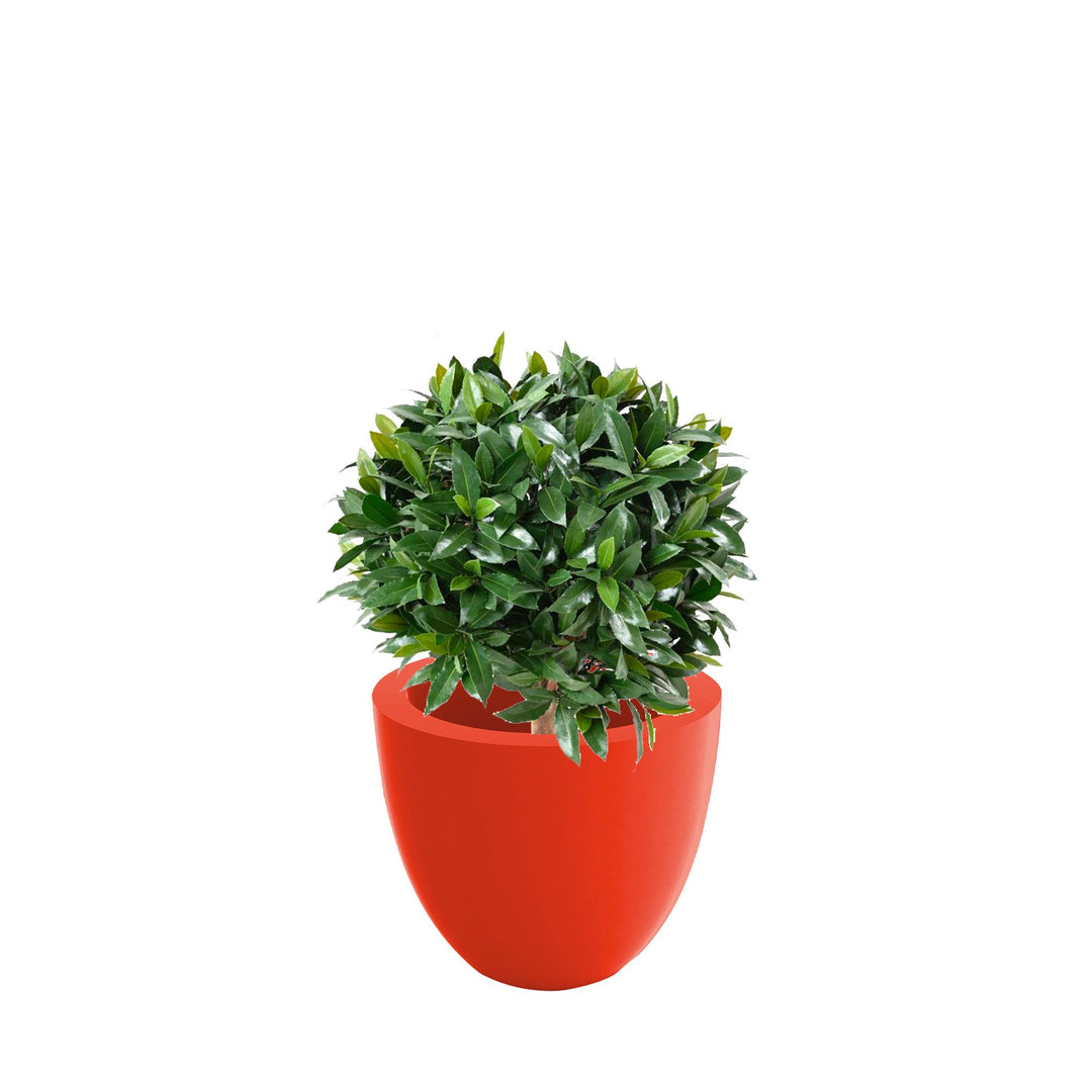 Laurier boule Cuenco40 PLANTES ARTIFICIELLES Location/Entretien (HT/mois) Rouge 