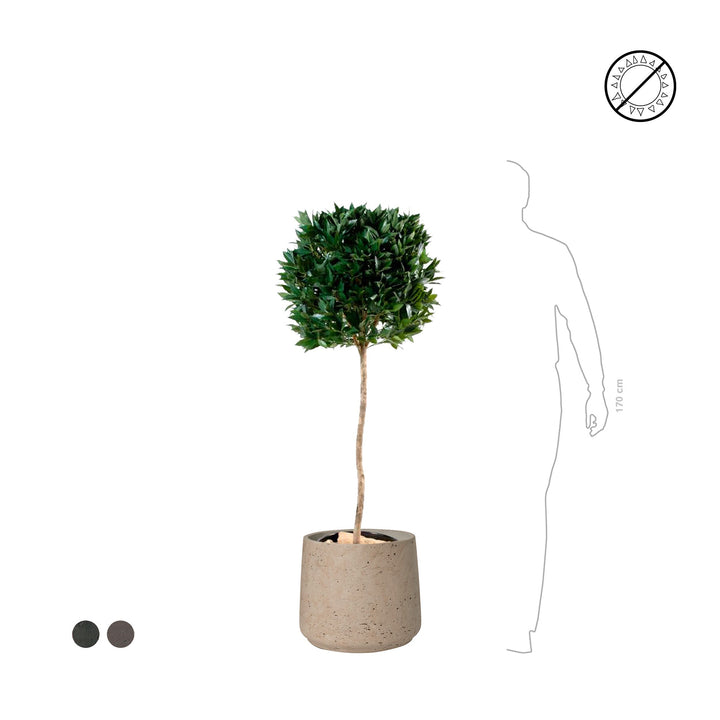 Laurier boule Rough PLANTES ARTIFICIELLES 