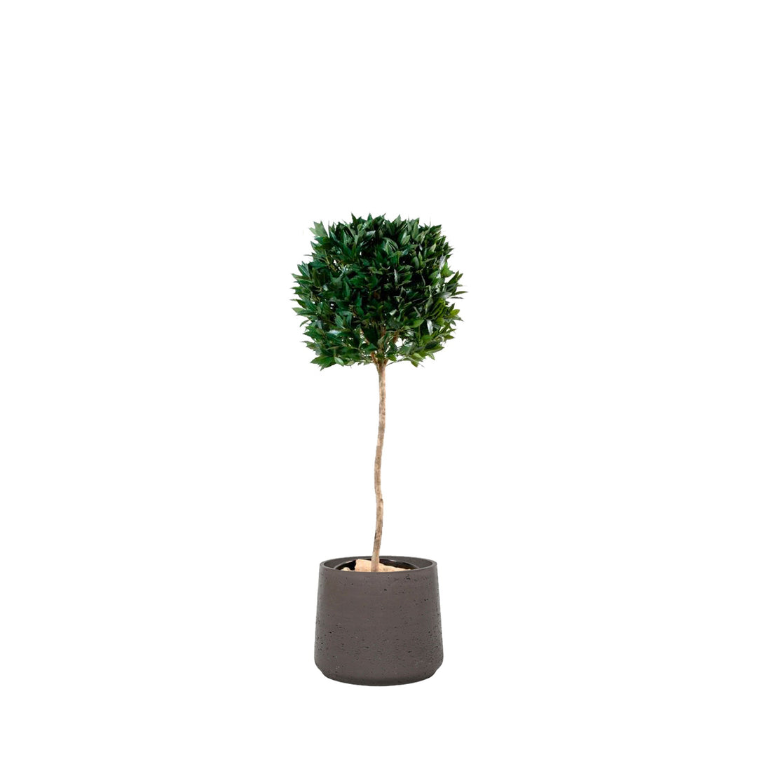 Laurier boule Rough PLANTES ARTIFICIELLES Location/Entretien (HT/mois) Anthracite 