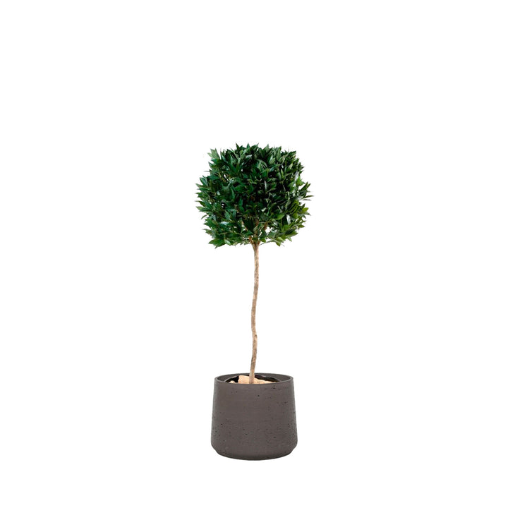 Laurier boule Rough PLANTES ARTIFICIELLES Location/Entretien (HT/mois) Anthracite 
