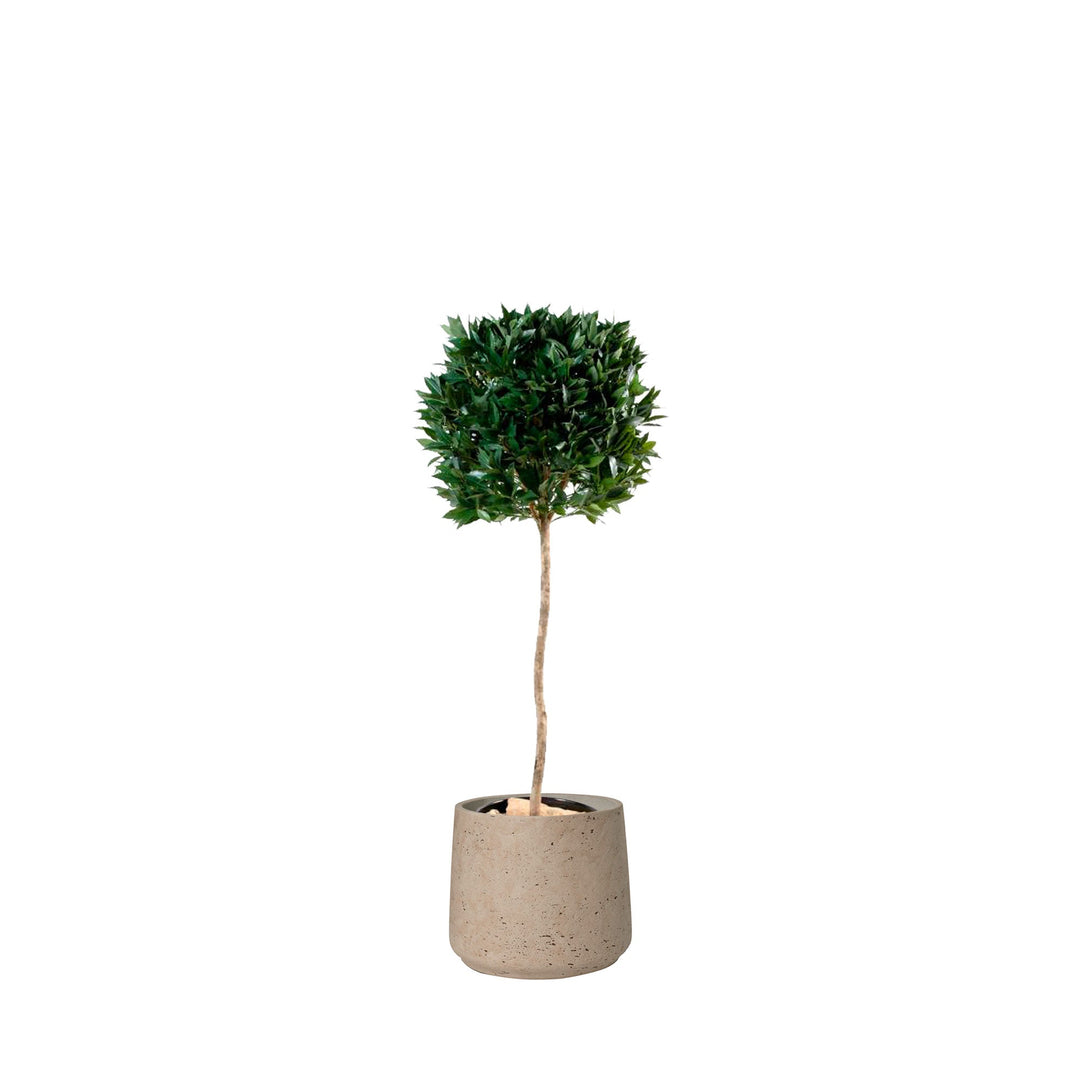 Laurier boule Rough PLANTES ARTIFICIELLES Location/Entretien (HT/mois) Gris 