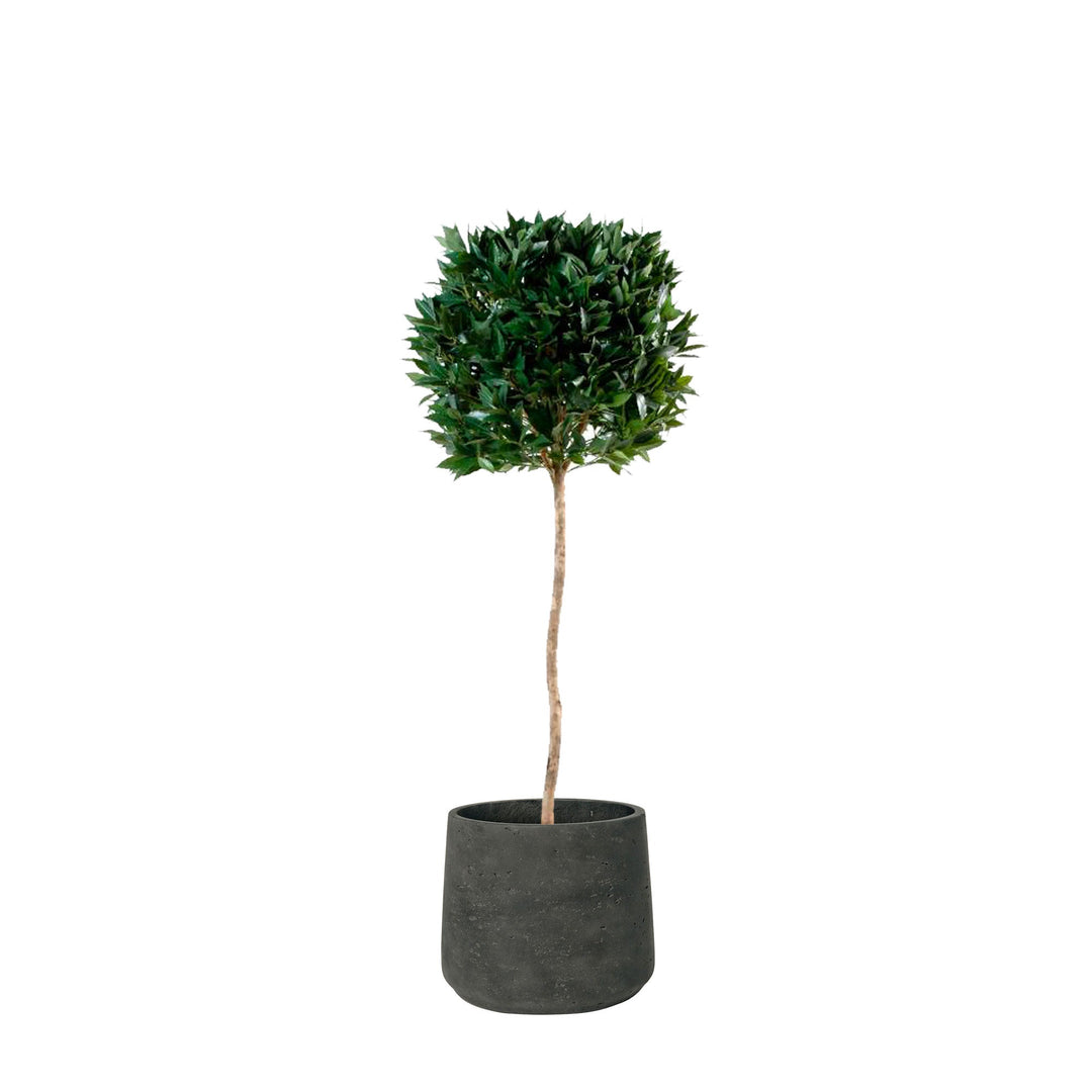 Laurier boule Rough PLANTES ARTIFICIELLES Location/Entretien (HT/mois) Noir 