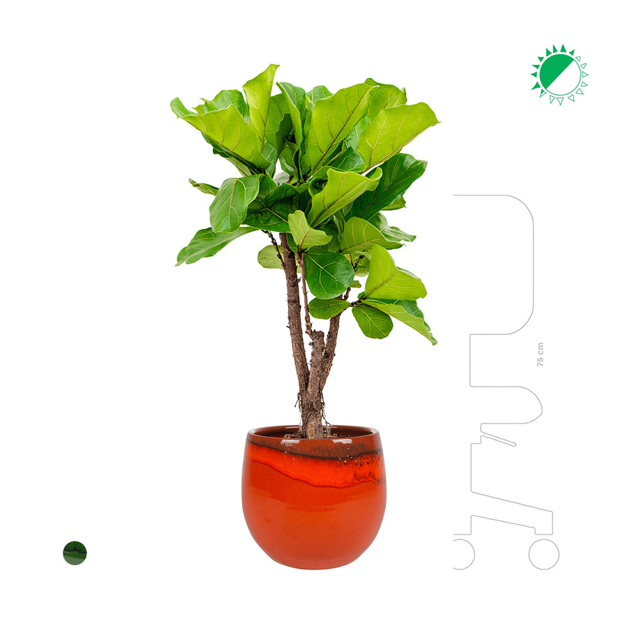 Lyrata charlotte pot PLANTES ET POTS DE BUREAUX 
