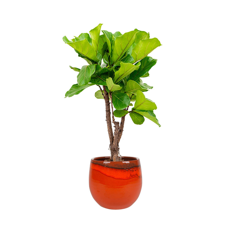 Lyrata charlotte pot PLANTES ET POTS DE BUREAUX Location/Entretien (HT/mois) Orange 