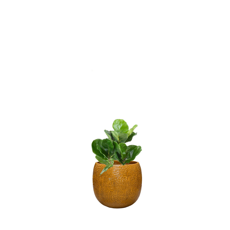 Lyrata Marly30 PLANTES ARTIFICIELLES Location/Entretien (HT/mois) Orange 