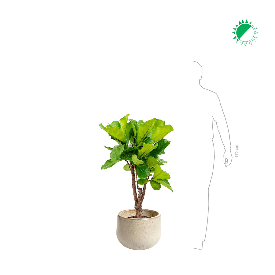 Lyrata naturel blend PLANTES ET POTS DE BUREAUX 