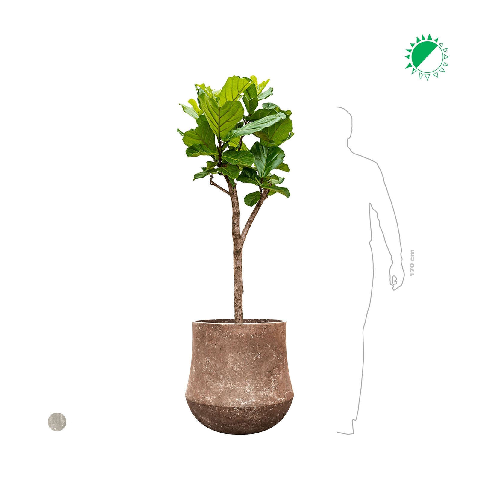 Lyrata Polystone60 PLANTES ET POTS DE BUREAUX 