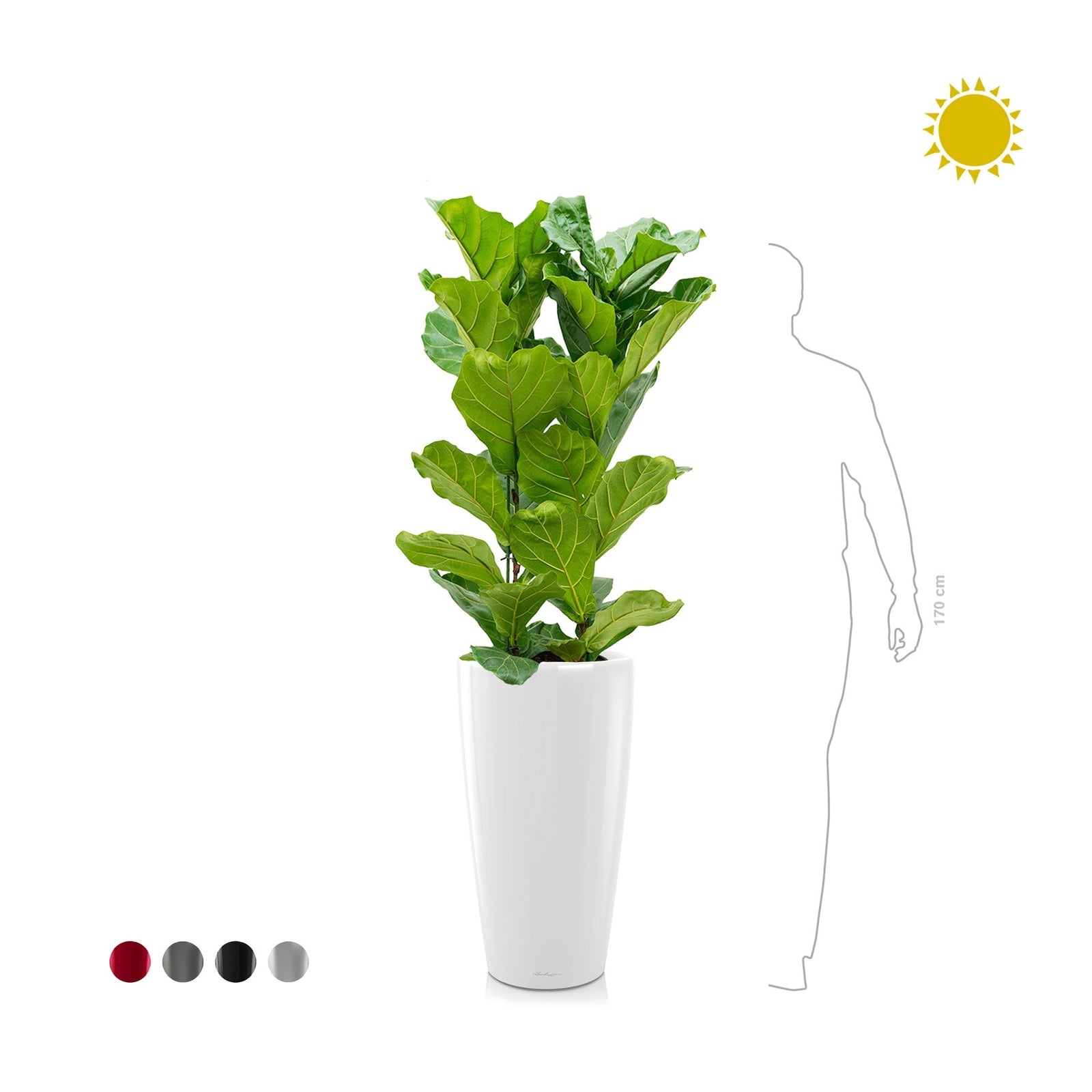 Lyrata Rondo75 PLANTES ET POTS DE BUREAUX 