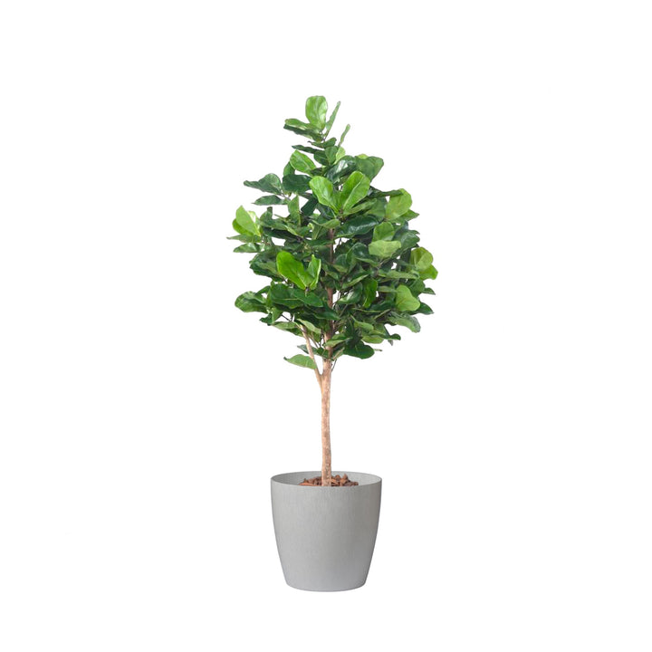 Lyrata royal regular43 PLANTES ARTIFICIELLES Location/Entretien (HT/mois) Sur mesure 