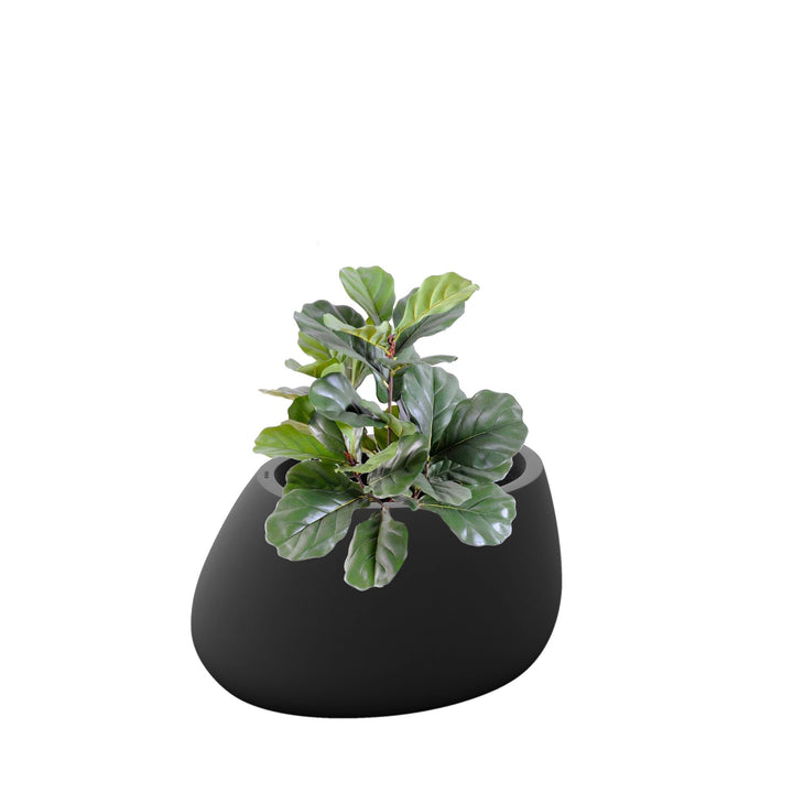 Lyrata Stone80 PLANTES ARTIFICIELLES Location/Entretien (HT/mois) Anthracite 