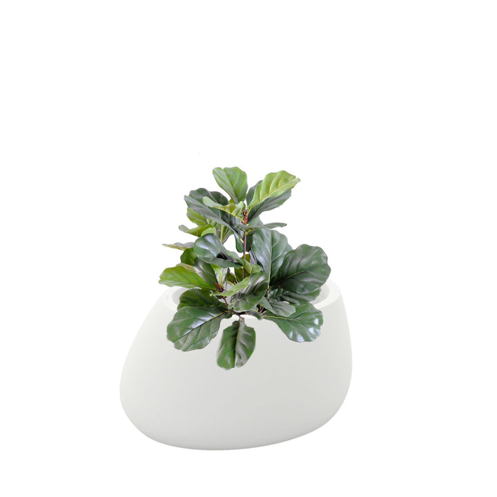 Lyrata Stone80 PLANTES ARTIFICIELLES Location/Entretien (HT/mois) Blanc 