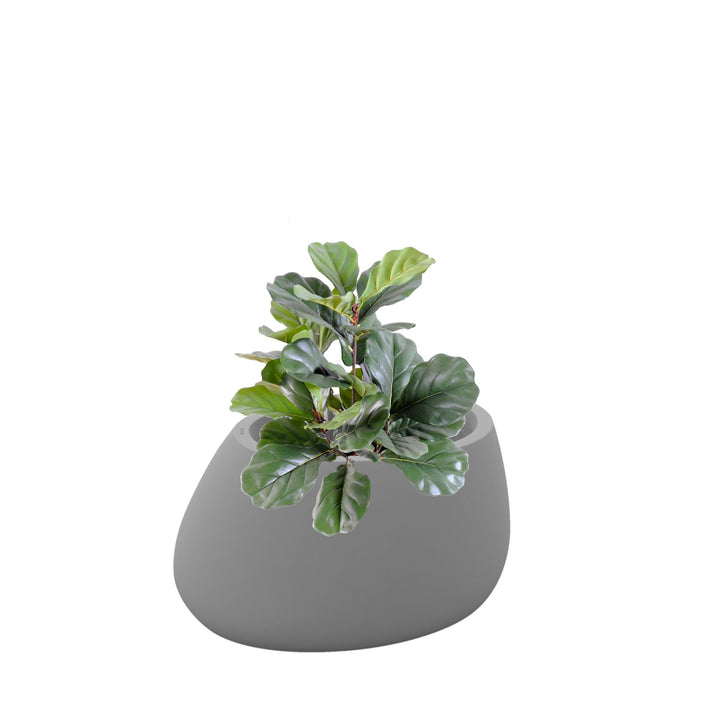 Lyrata Stone80 PLANTES ARTIFICIELLES Location/Entretien (HT/mois) Gris 