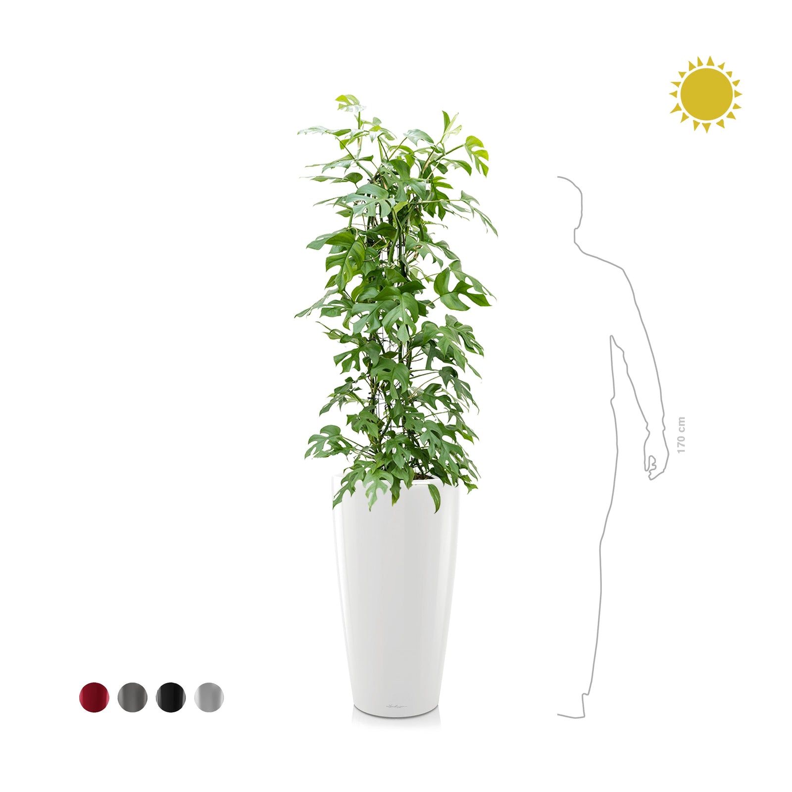 Monstera oblica Rondo75 PLANTES ET POTS DE BUREAUX 