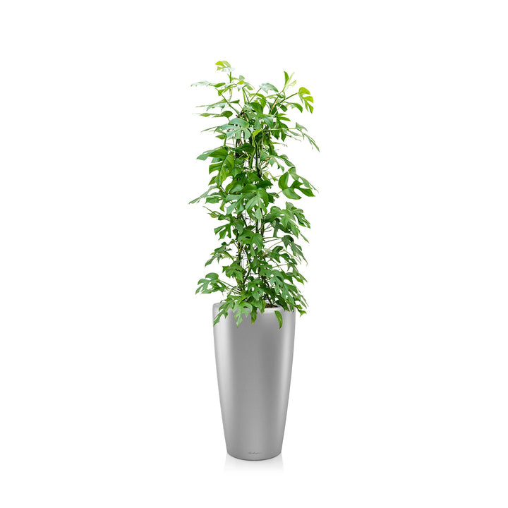 Monstera oblica Rondo75 PLANTES ET POTS DE BUREAUX Location/Entretien (HT/mois) Gris 