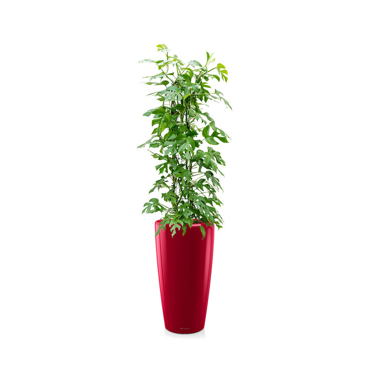 Monstera oblica Rondo75 PLANTES ET POTS DE BUREAUX Location/Entretien (HT/mois) Rouge 