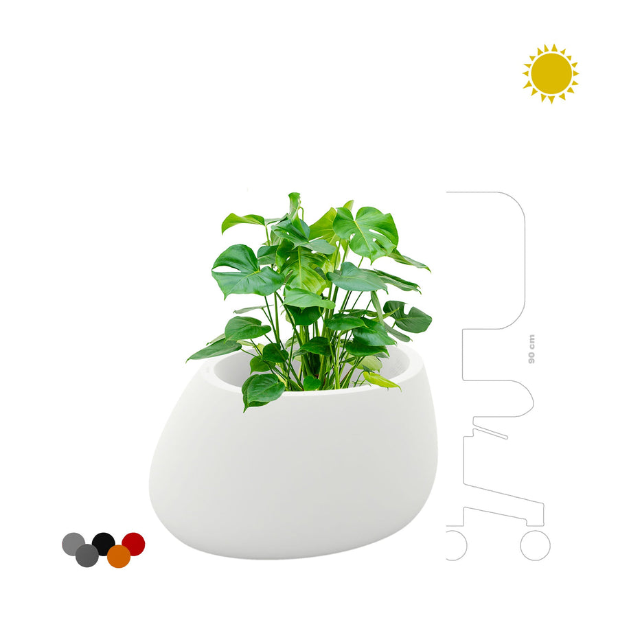 Monstera Stone80 PLANTES ET POTS DE BUREAUX 