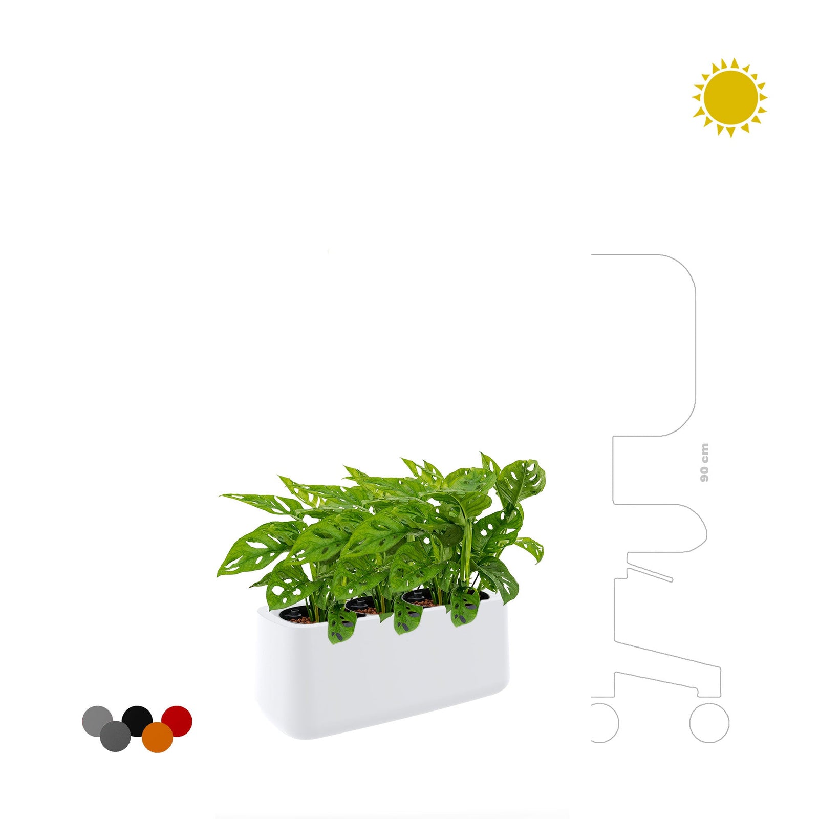 Monstera Ulm8434 PLANTES ET POTS DE BUREAUX 