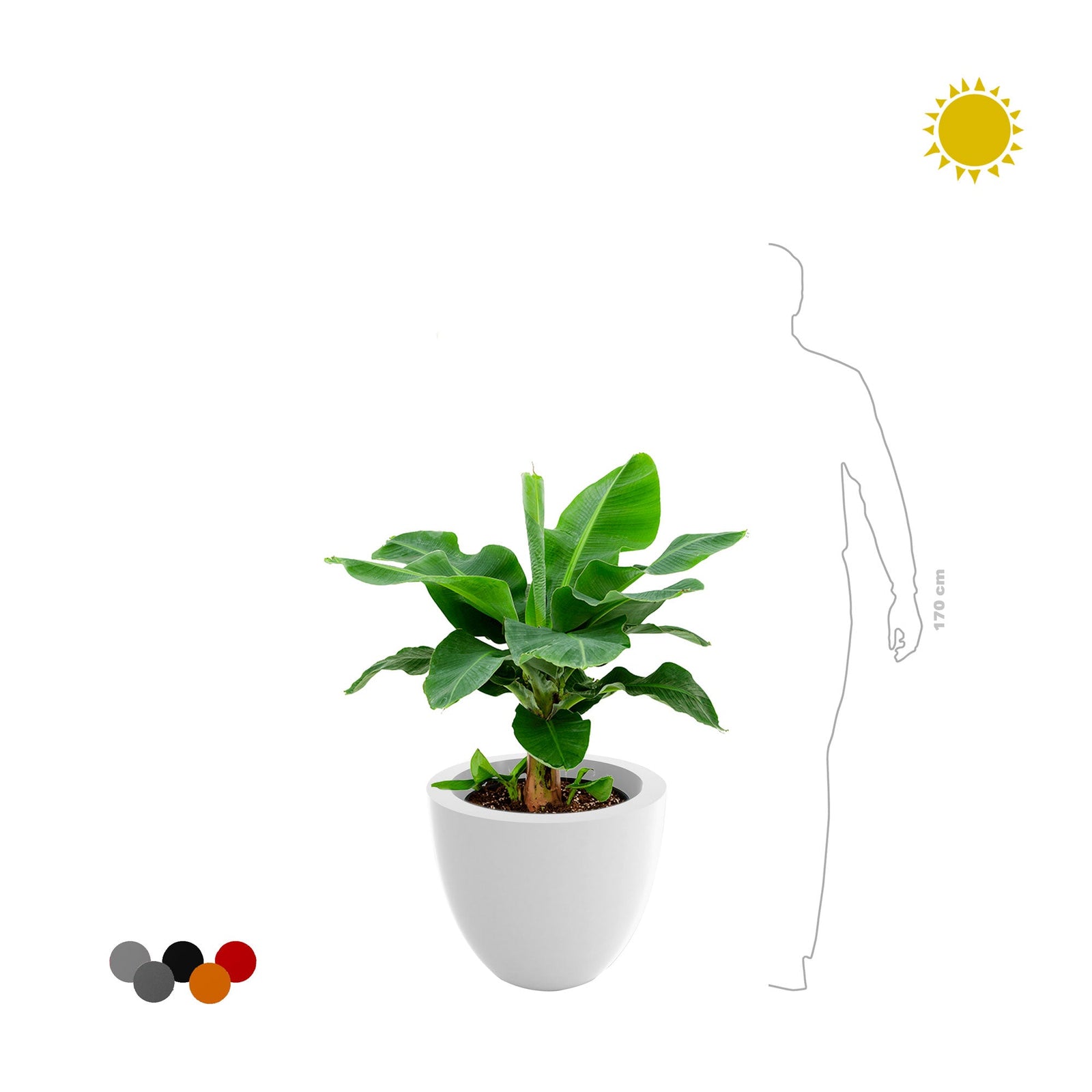 Musa Cuenco50 PLANTES ET POTS DE BUREAUX 