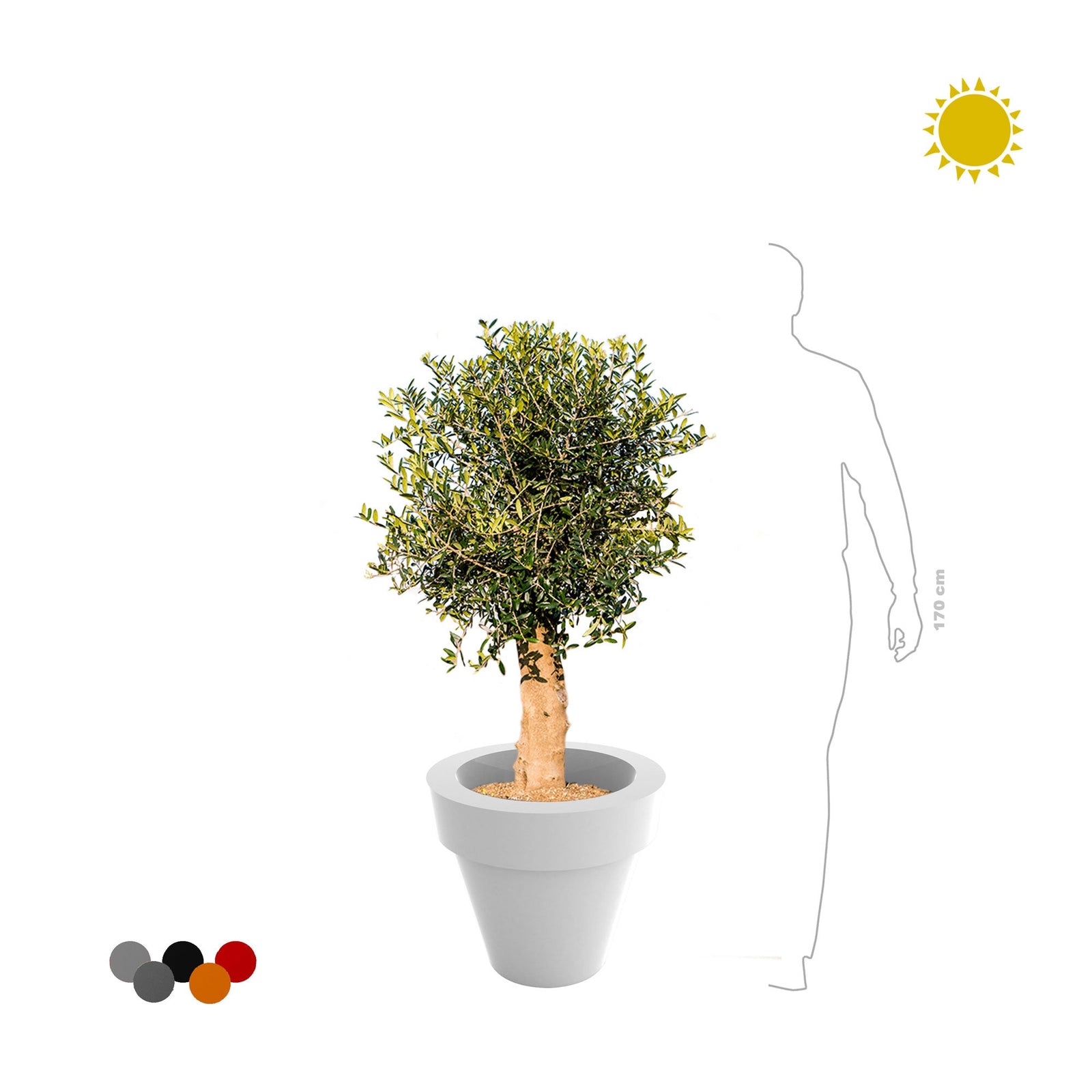 Olivier olea Maceta50 PLANTES ET POTS DE BUREAUX 