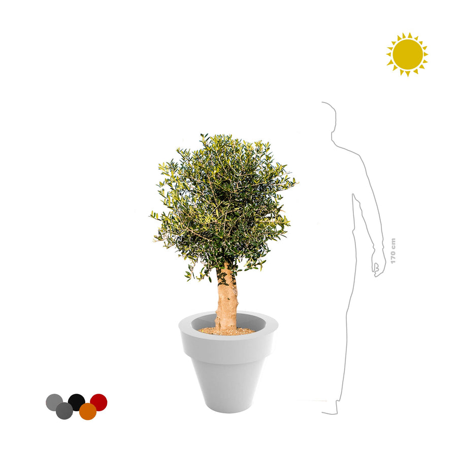 Olivier olea Maceta50 PLANTES ET POTS DE BUREAUX 