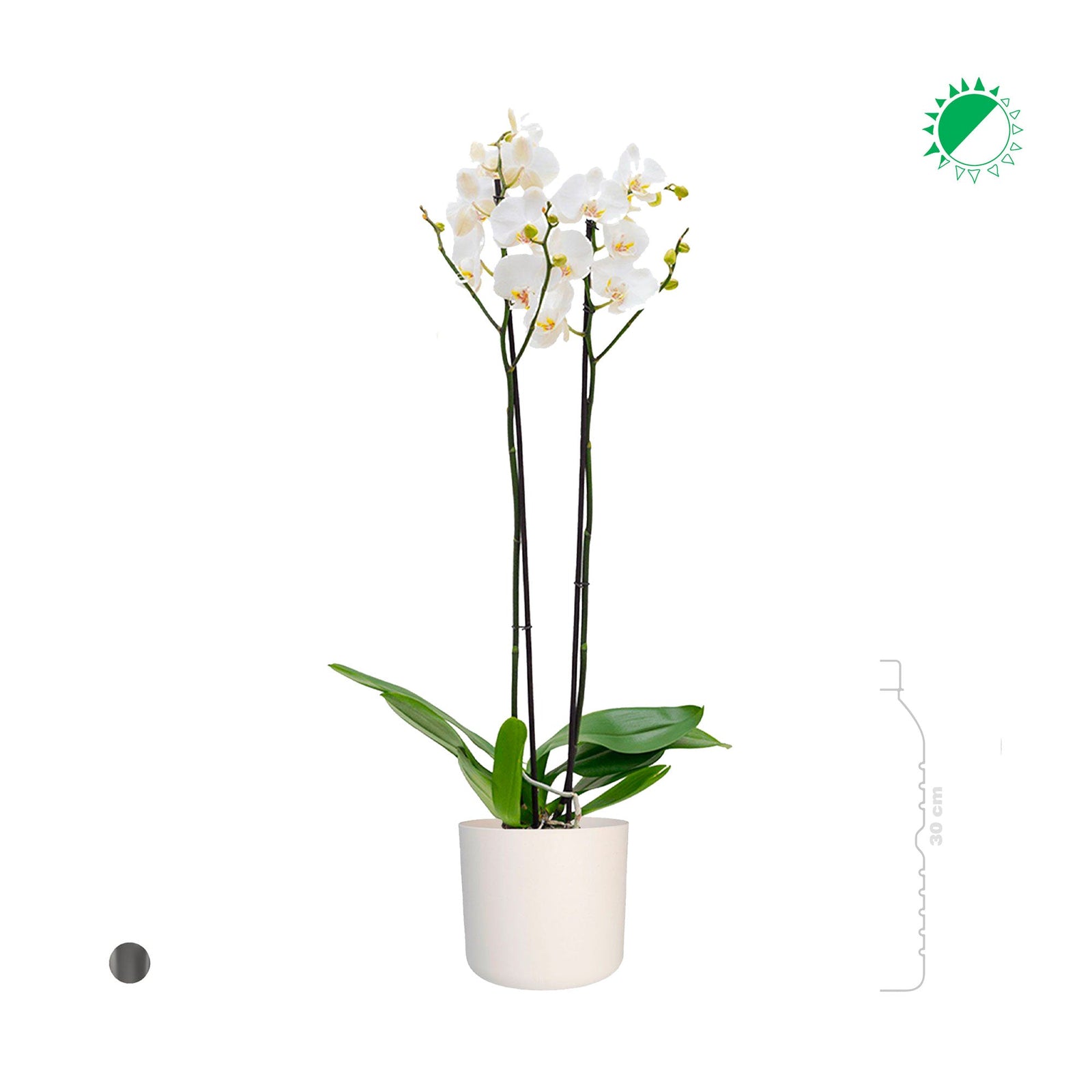 Orchidée Accueil PLANTES ET POTS DE BUREAUX 