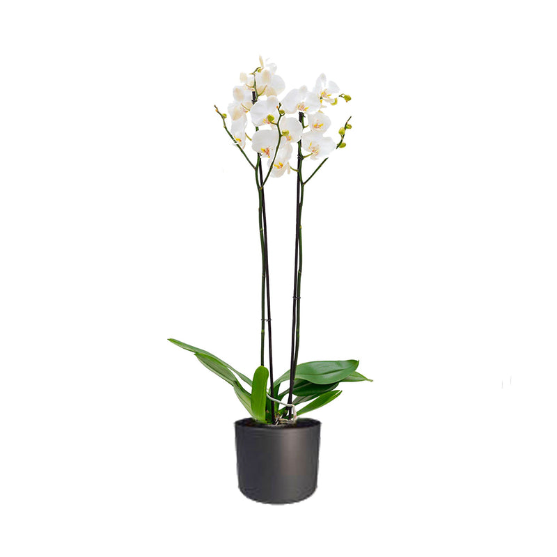 Orchidée Accueil PLANTES ET POTS DE BUREAUX Location/Entretien (HT/mois) Anthracite 