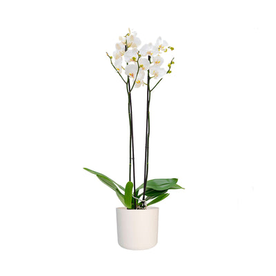 Orchidée Accueil PLANTES ET POTS DE BUREAUX Location/Entretien (HT/mois) Blanc 