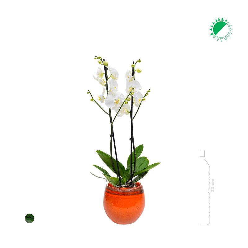 Orchidée Charlotte PLANTES ET POTS DE BUREAUX 