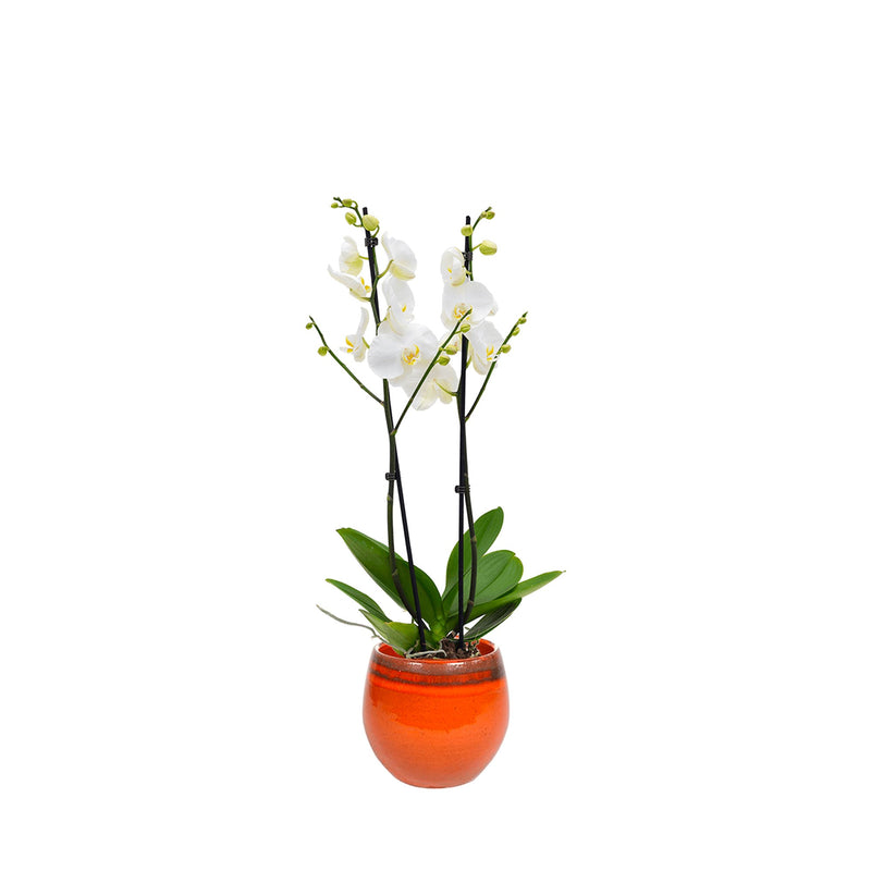 Orchidée Charlotte PLANTES ET POTS DE BUREAUX Location/Entretien (HT/mois) Orange 