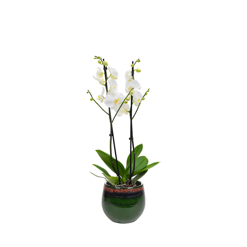 Orchidée Charlotte PLANTES ET POTS DE BUREAUX Location/Entretien (HT/mois) Vert 