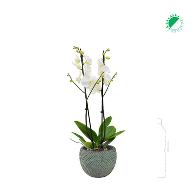 Orchidée Fay PLANTES ET POTS DE BUREAUX 