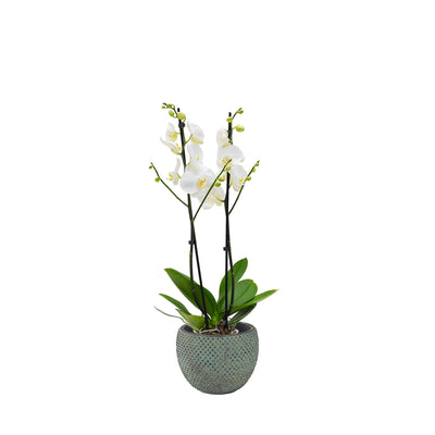 Orchidée Fay PLANTES ET POTS DE BUREAUX Location/Entretien (HT/mois) Bleu 