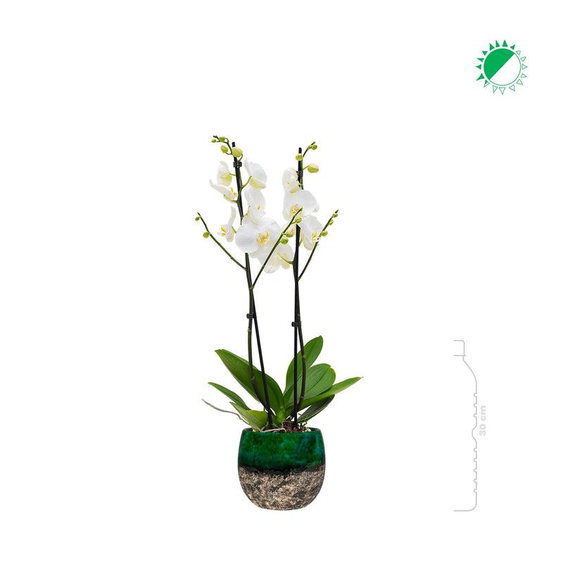 Orchidée Lindy PLANTES ET POTS DE BUREAUX 