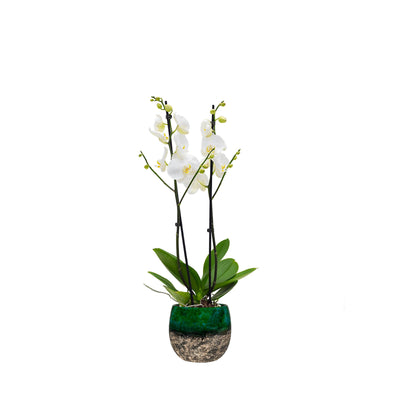 Orchidée Lindy PLANTES ET POTS DE BUREAUX Location/Entretien (HT/mois) Vert 