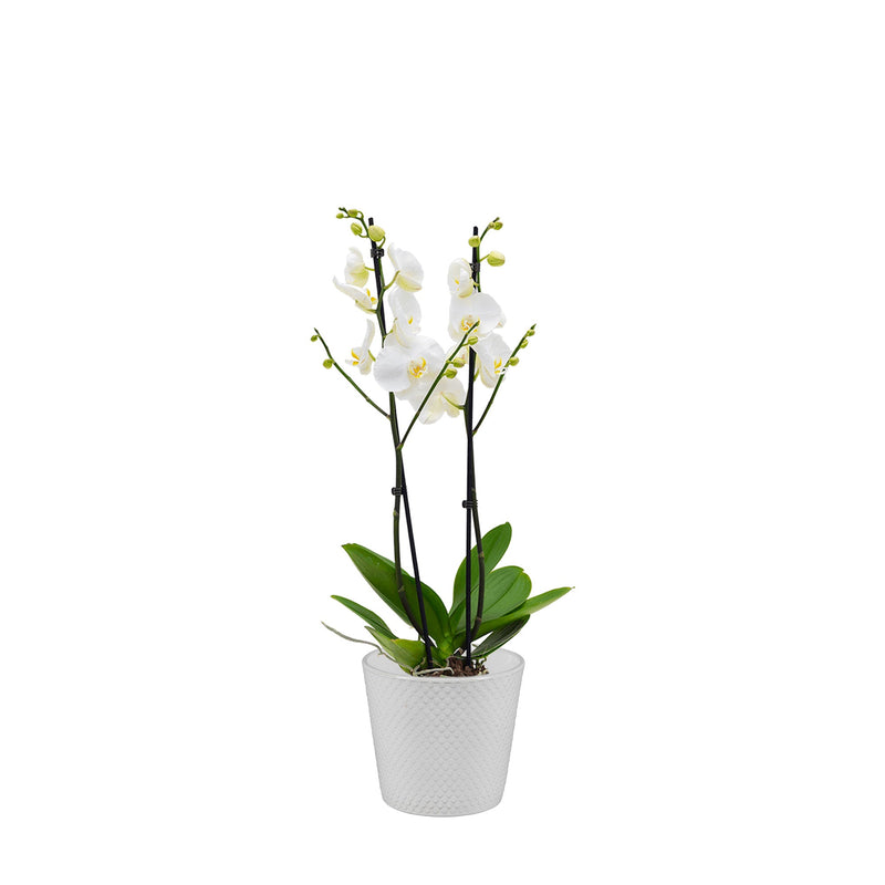 Orchidée Malmo PLANTES ET POTS DE BUREAUX Location/Entretien (HT/mois) Blanc 