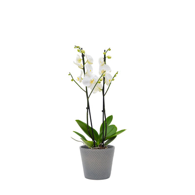 Orchidée Malmo PLANTES ET POTS DE BUREAUX Location/Entretien (HT/mois) Gris 