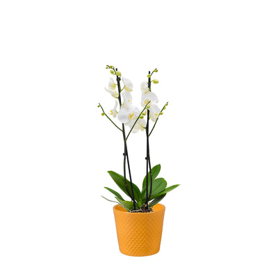 Orchidée Malmo PLANTES ET POTS DE BUREAUX Location/Entretien (HT/mois) Miel 