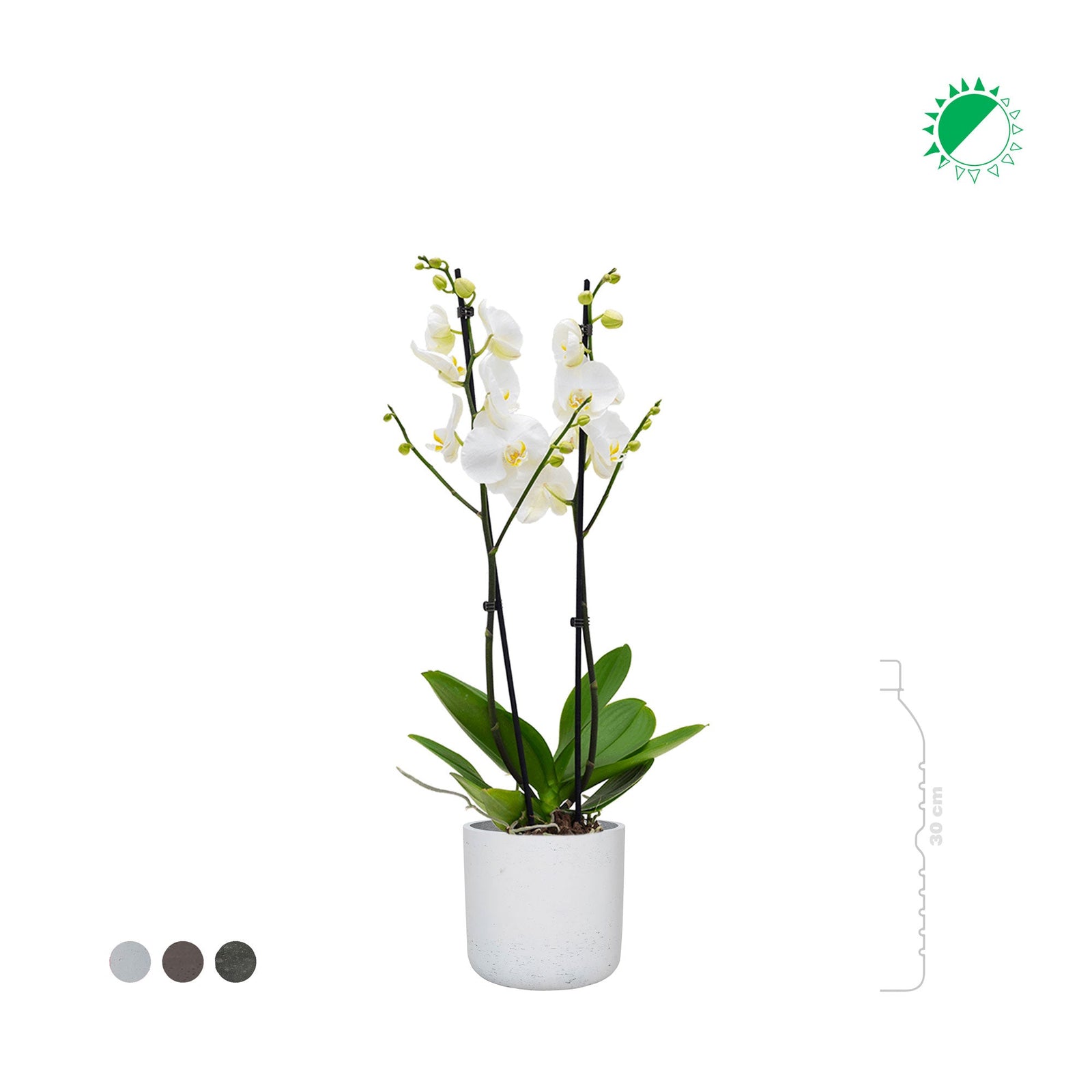 Orchidée Rough Charlie PLANTES ET POTS DE BUREAUX 