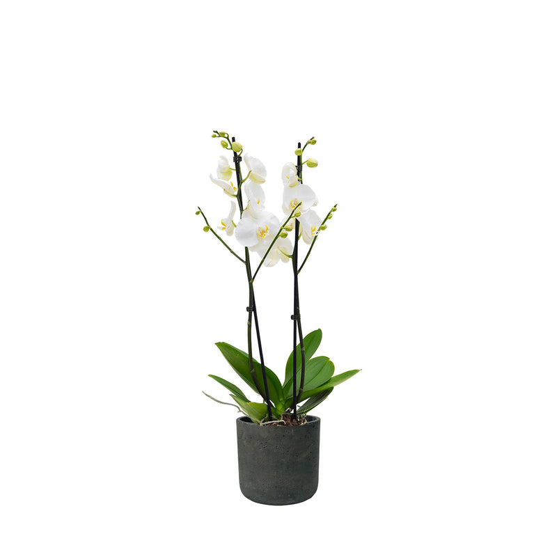 Orchidée Rough Charlie PLANTES ET POTS DE BUREAUX Location/Entretien (HT/mois) Noir 