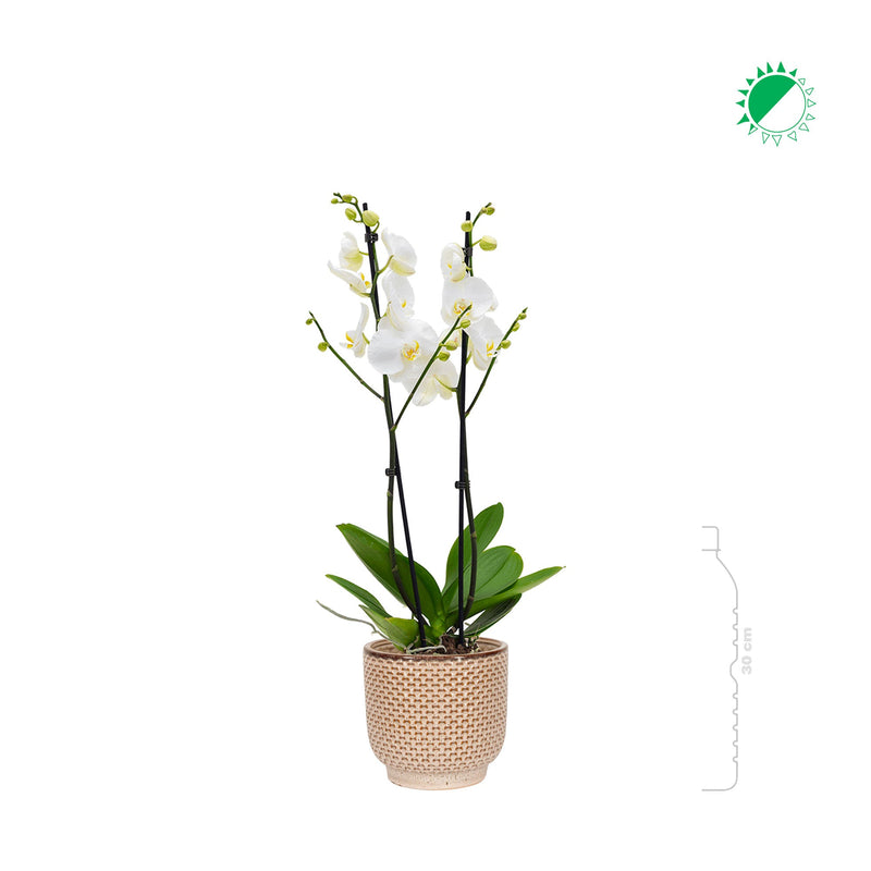 Orchidée Seda PLANTES ET POTS DE BUREAUX 