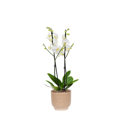 Orchidée Seda PLANTES ET POTS DE BUREAUX Location/Entretien (HT/mois) Brun 